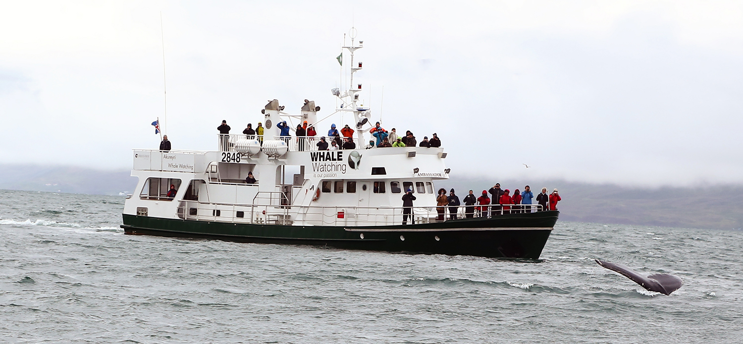 Whale watching in Eyjafjordur Iceland